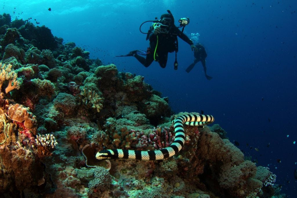 Underwater Diving: Exploring the Depths and Traveling Safely